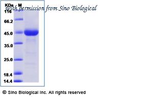 Sino Biological 69016-A08H image 1