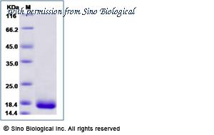 Sino Biological 69029-A07E image 1