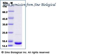 Sino Biological 69034-ANAE image 1