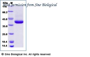 Sino Biological 69061-A08Y image 1