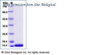 Sino Biological 69064-A08Y image 1