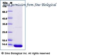Sino Biological 69065-A07E image 1
