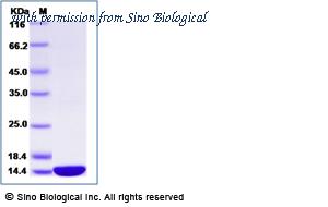 Sino Biological 69065-A08H image 1