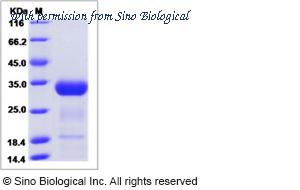 Sino Biological 70034-D07H image 1