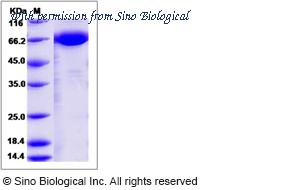 Sino Biological 70084-D02H image 1