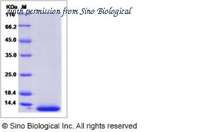Sino Biological 70084-D07H image 1