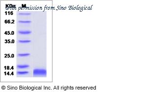 Sino Biological 80037-R08Y image 1