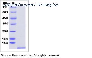 Sino Biological 80042-RNCE image 1