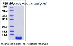 Sino Biological 80066-R08Y image 1