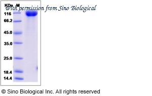 Sino Biological 80101-R08H image 1