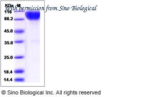 Sino Biological 80190-R02H image 1