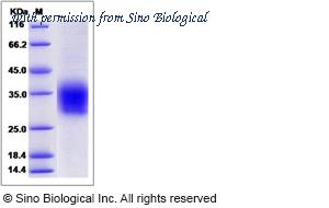 Sino Biological 80267-R07H image 1