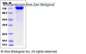 Sino Biological 80322-R08H image 1