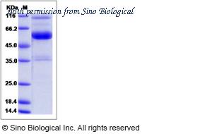 Sino Biological 80377-R02H image 1