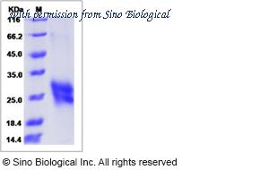 Sino Biological 80377-R08H image 1