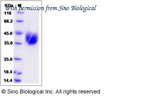 Sino Biological 80383-R08H image 1