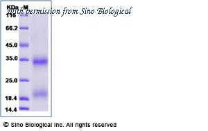 Sino Biological 80392-R07H image 1