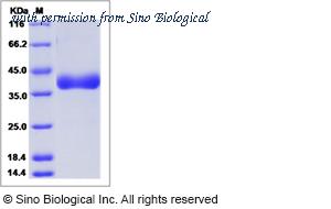 Sino Biological 80545-R08H image 1