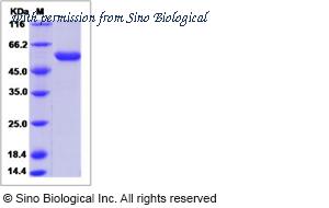 Sino Biological 80624-R08H image 1