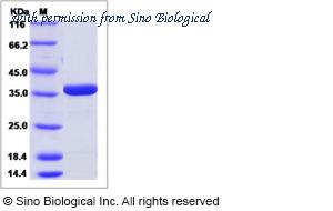 Sino Biological 80664-R07E image 1
