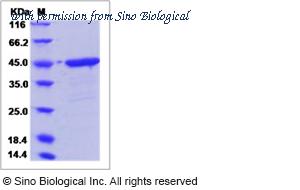 Sino Biological 80715-R08H image 1