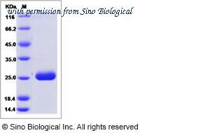 Sino Biological 80872-R08H image 1