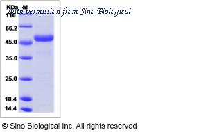 Sino Biological 80877-R08H image 1