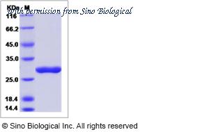 Sino Biological 81290-R08H image 1