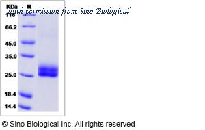 Sino Biological 81299-R08H image 1