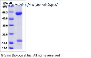 Sino Biological 81348-R02H image 1