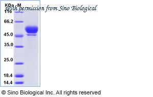 Sino Biological 81521-R08H image 1