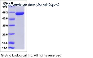 Sino Biological 81593-R08H image 1