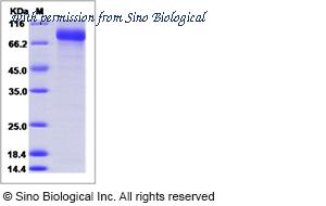 Sino Biological 81643-R08H image 1