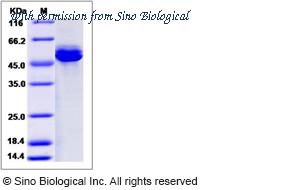 Sino Biological 90012-C08H image 1