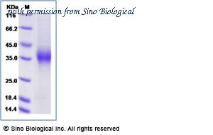Sino Biological 90013-C08H1 image 1