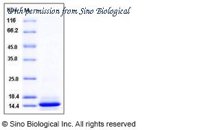 Sino Biological 90021-C07E image 1