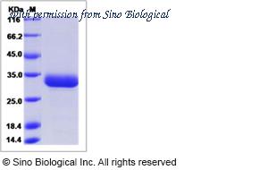 Sino Biological 90025-C07H image 1