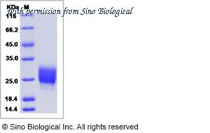 Sino Biological 90029-C08H image 1