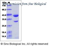 Sino Biological 90030-C04H image 1