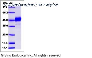 Sino Biological 90031-C01H image 1