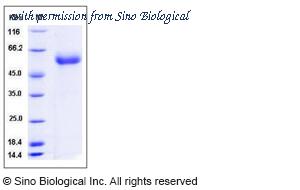 Sino Biological 90042-C08H image 1