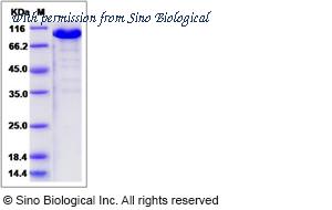 Sino Biological 90045-C02H image 1