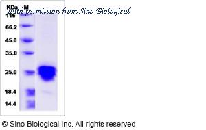 Sino Biological 90052-C08H image 1