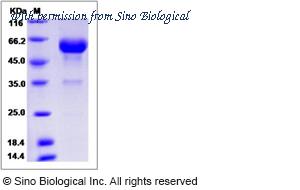 Sino Biological 90056-C02H image 1