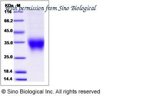 Sino Biological 90056-C08H image 1
