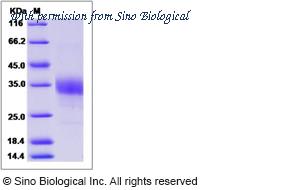 Sino Biological 90056-CCCH image 1