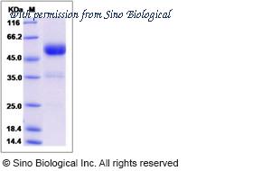 Sino Biological 90060-C02H image 1