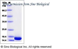 Sino Biological 90062-CNAE image 1
