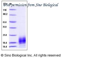 Sino Biological 90079-C08B image 1