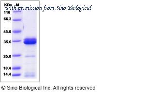 Sino Biological 90080-C08H image 1